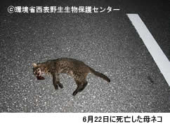 事故で死亡した母ヤマネコ