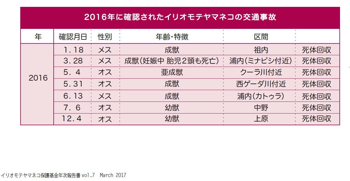 ヤマネコ交通事故