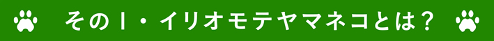 イリオモテヤマネコとは