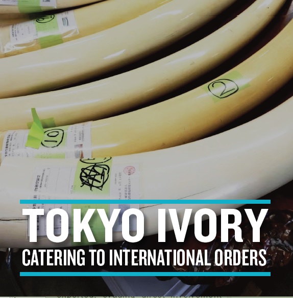 Ivory model tokyo Lot