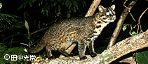 イリオモテヤマネコの写真:戸川幸夫