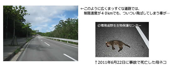 西表島の道路と事故の写真