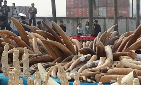 中国の象牙粉砕