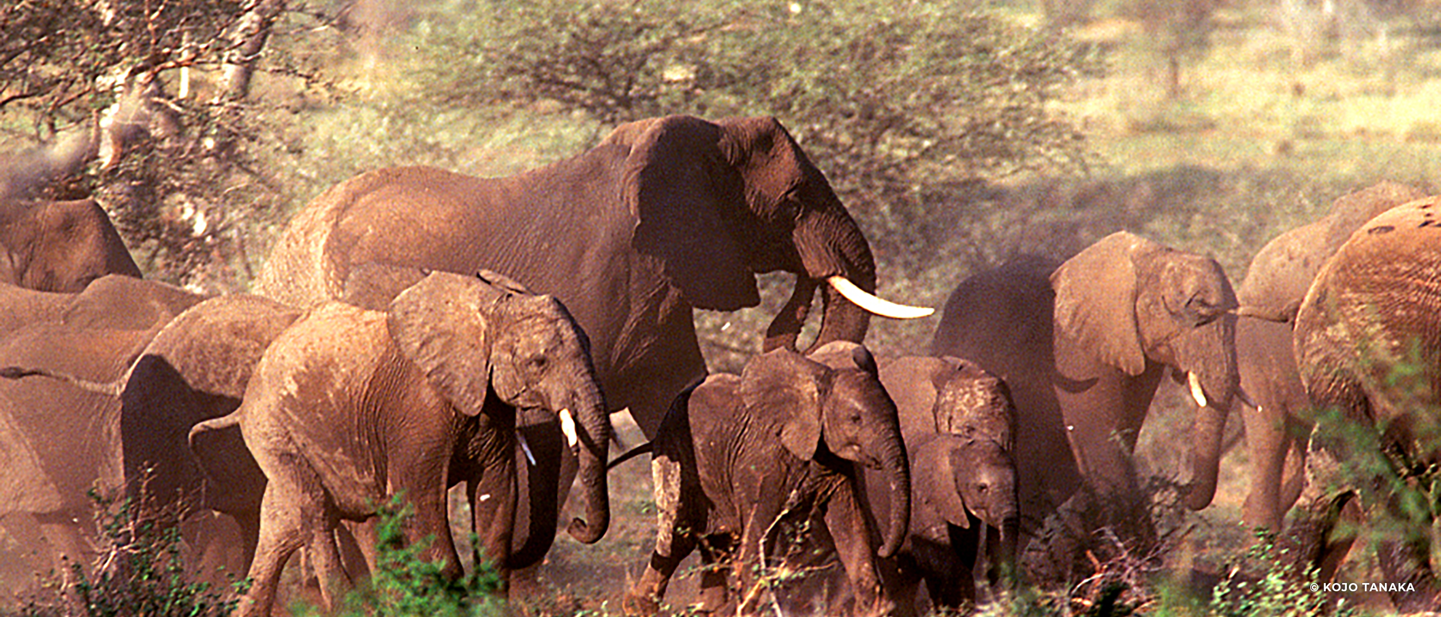 ゾウの生態 Japan Tiger Elephant Organization